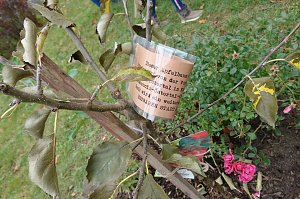 Ein Apfelbaum für den Spielplatz