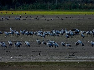 Kraniche am Stausee