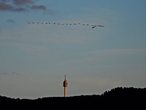 Kraniche am Stausee