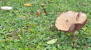 Pilze &uuml;ber Pilze