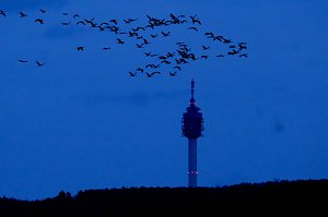 Kraniche im Dunkeln