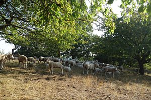 Landschaftspflegesaison im S&uuml;dharz hat begonnen