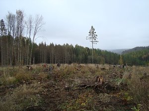 B&auml;ume pflanzen f&uuml;r den Klimaschutz