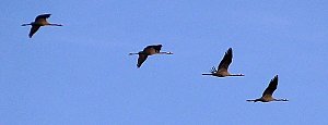 Vogelzug am Stausee Kelbra