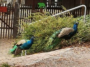 Besuch im Alternativen B&auml;renpark in Worbis