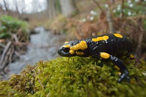 Naturvielfalt im Südharz