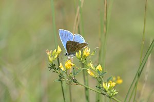 Naturvielfalt im Südharz