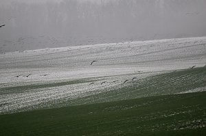 Nilg&auml;nse bei Steinbr&uuml;cken