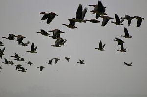 Nilg&auml;nse &uuml;ber Steinbr&uuml;cken