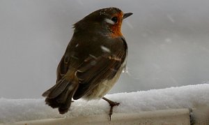 Rotkehlchen sucht nach Futter
