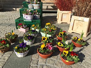 Fr&uuml;hbl&uuml;her auf dem Wochenmarkt in Sondershausen