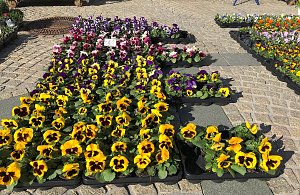 Fr&uuml;hbl&uuml;her auf dem Wochenmarkt in Sondershausen