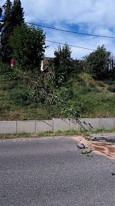 Alkoholfahrt endete in der Hecke