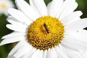 Es summt und brummt im Garten