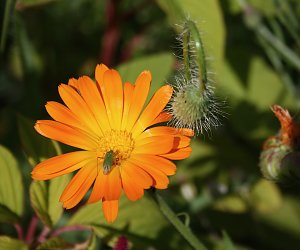 Es summt und brummt im Garten