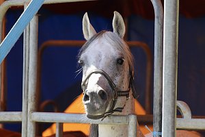 Circus Salto gastiert in Sondershausen