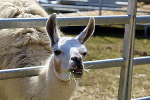 Circus Salto gastiert in Sondershausen