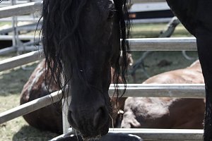 Circus Salto gastiert in Sondershausen - ein ganz besonders gro&szlig;es Pferd ist in der Tiershow zu sehen