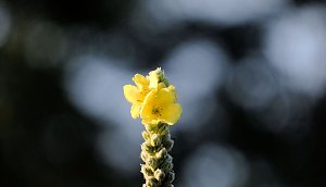 Abendliche Impressionen im Fr&uuml;hherbst