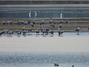 Die Kraniche sind zurück
