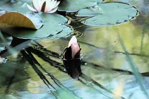 Die Wunder der Natur eingefangen von der Kamera