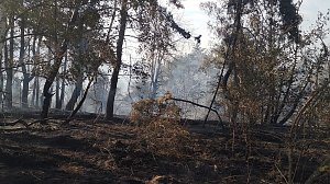 Brand eines Feldes bei Reinsdrof