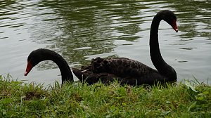 Stippvisite bei der Landesgartenschau in Bad Gandersheim