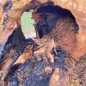 Angezünderter Baum im Schlosspark