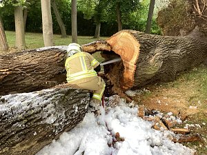 Angezünderter Baum im Schlosspark