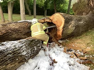Angezünderter Baum im Schlosspark