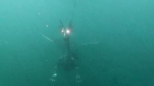 Drachen-Alarm am Sundh&auml;user Kiesteich