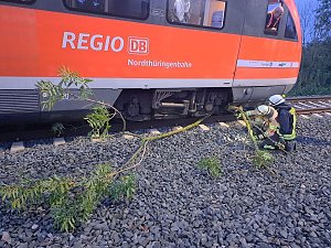 Bahn kollidiert mit Ästen