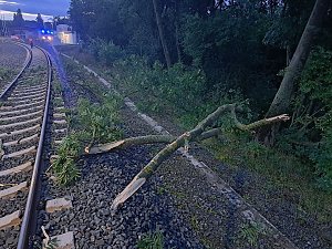 Bahn kollidiert mit Ästen