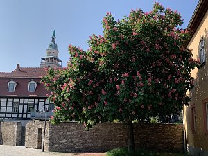 Impressionen aus der Rosenstadt Bad Langensalza