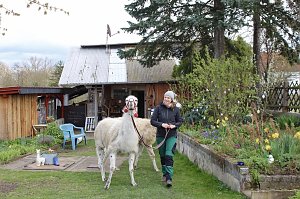 Alina Kroll bietet mit ihren Unstrut-Lamas Wanderungen f&uuml;r Jung und Alt an