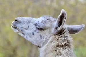 Unstrut-Lamas in Herbsleben
