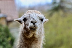 Unstrut-Lamas in Herbsleben
