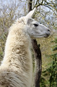 Unstrut-Lamas in Herbsleben