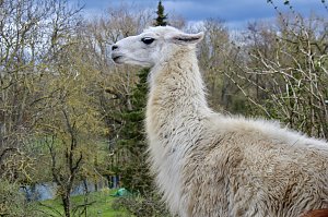 Unstrut-Lamas in Herbsleben