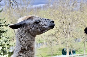 Unstrut-Lamas in Herbsleben