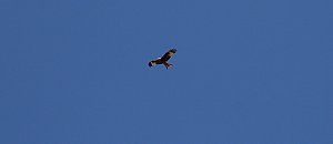 Vogelbeobachtung am Stausee Kelbra