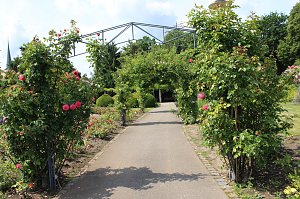 Rosenpracht in Rosengarten in Bad Langensalza