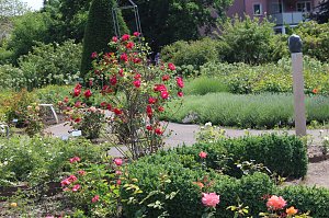 Rosenpracht in Rosengarten in Bad Langensalza