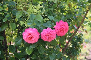Rosenpracht in Rosengarten in Bad Langensalza