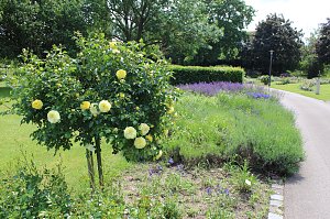 Rosenpracht in Rosengarten in Bad Langensalza