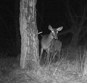 Bild: Rotwild im Rampenlicht