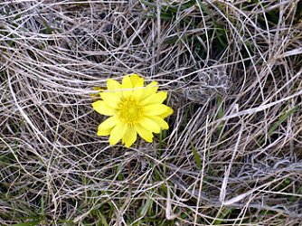 Adonisr&ouml;schen (Foto: Hans-J&uuml;rgen Schmidt)