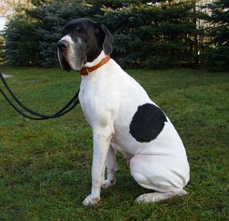 Gini (Foto: C. Knust)