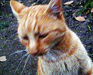 Kn-Forum: Anzeige gegen Unbekannt (Foto: Manfred Heilscher  )