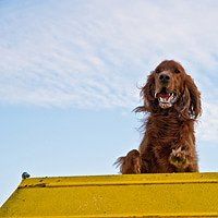 Agilityseminar f&uuml;r Neueinsteiger (Foto: Stadt Bad Frankenhausen)